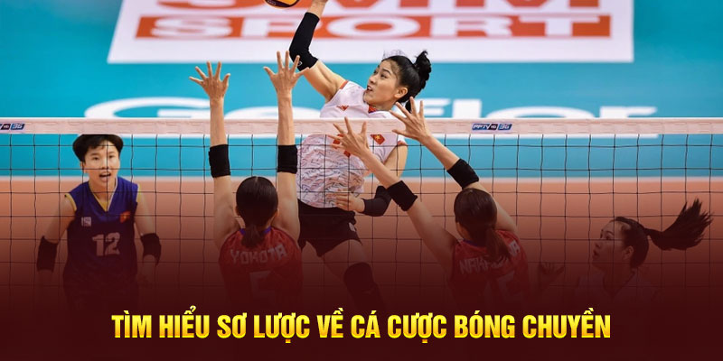 Khám phá các thông tin cơ bản nhất về cá cược bóng chuyền