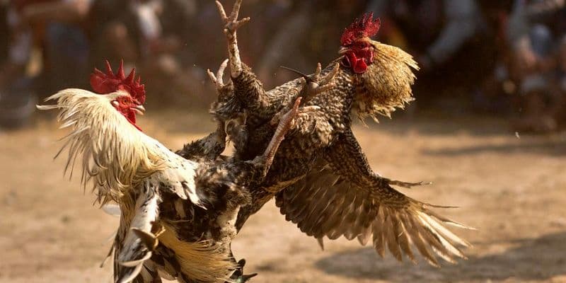Giới thiệu về cách chọn gà đá