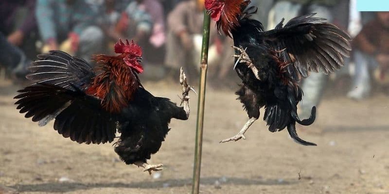 Đặc điểm nhận diện gà đá khỏe mạnh