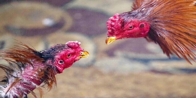 Cách chọn gà đá dựa trên tính cách và chiến thuật