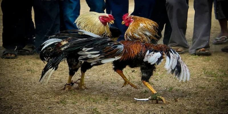 Có nhiều giống chiến kê dũng mãnh có thể lựa chọn thi đấu cựa dao 
