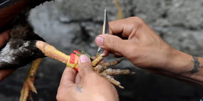 Sư kê cần nắm được luật chơi để có thể đá gà hiệu quả 