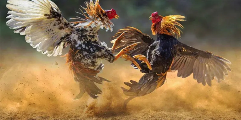 Sảnh cược đá gà cựa dao 789bet được nhiều cược thủ lựa chọn trải nghiệm 