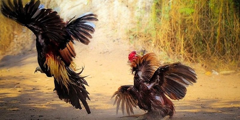 Đặt cược cửa Wala trong đá gà