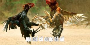 địa chỉ cá cược đá gà 789bet