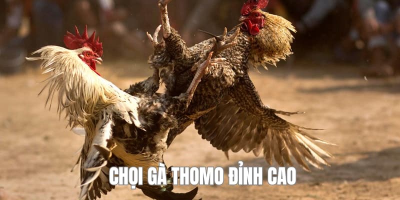 Thể loại chọi kê thomo
