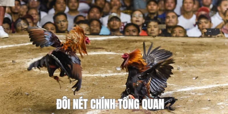 Đôi nét chính về sân chơi