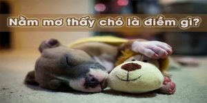 nằm mơ thấy chó 789bet