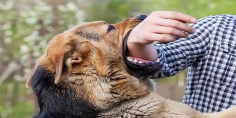 Sự kết nối giữa giấc mơ thấy chó và con số may mắn
