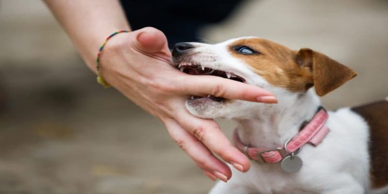 Hành trình giải mã giấc mơ về loài chó
