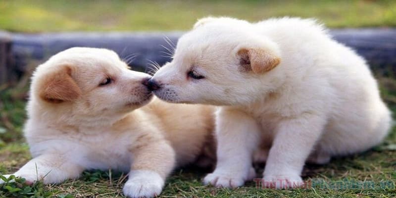 Lời khuyên khi nằm mơ thấy chó