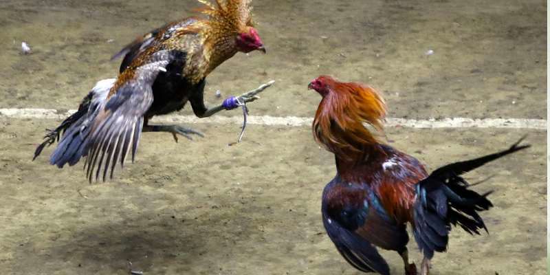 Tổng quan về trò chơi đá gà tại nền tảng