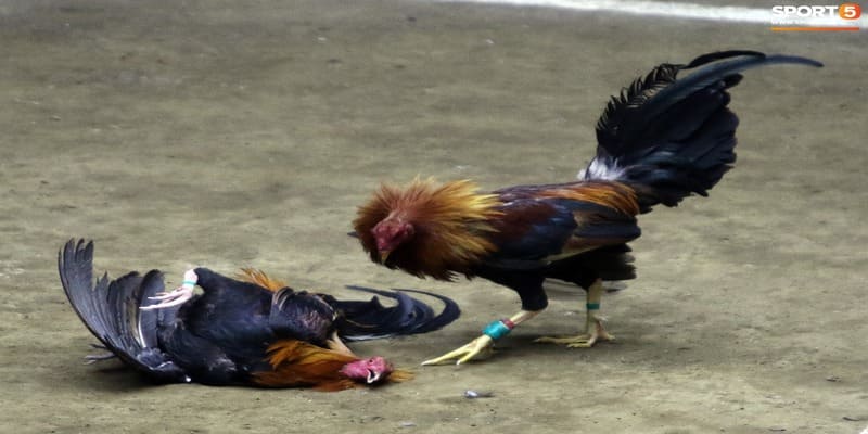 Một vài nét về trực tiếp đá gà thomo 
