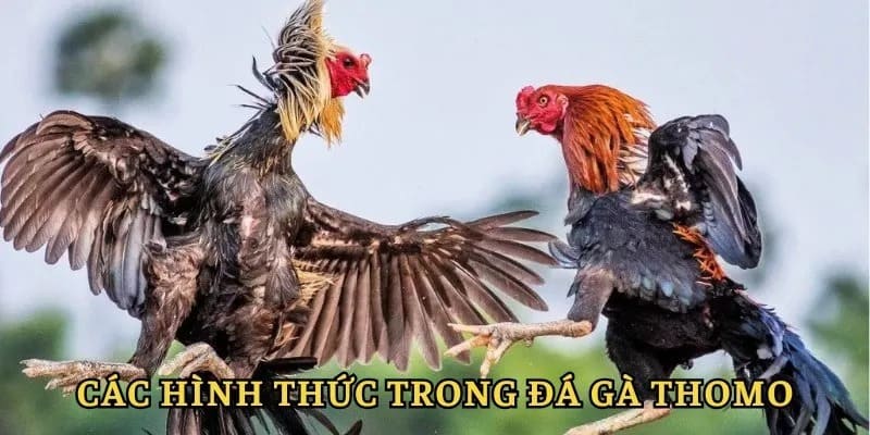 Lựa chọn hình thức chơi mà thành viên cảm thấy phù hợp