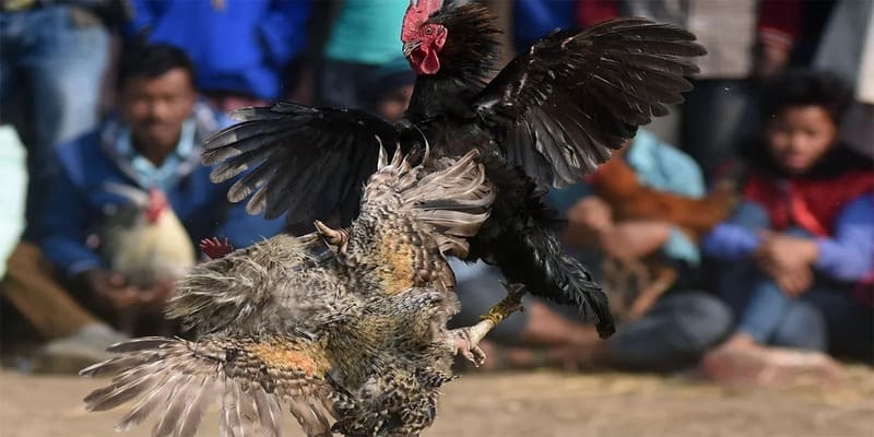   Ghi nhớ tốt mẹo chơi trực tiếp đá gà thomo