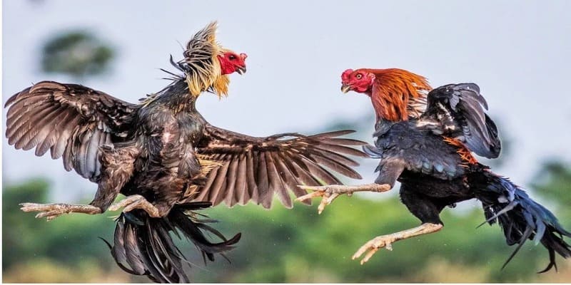  Nhiều điểm tốt mang lại lợi ích cho người chơi